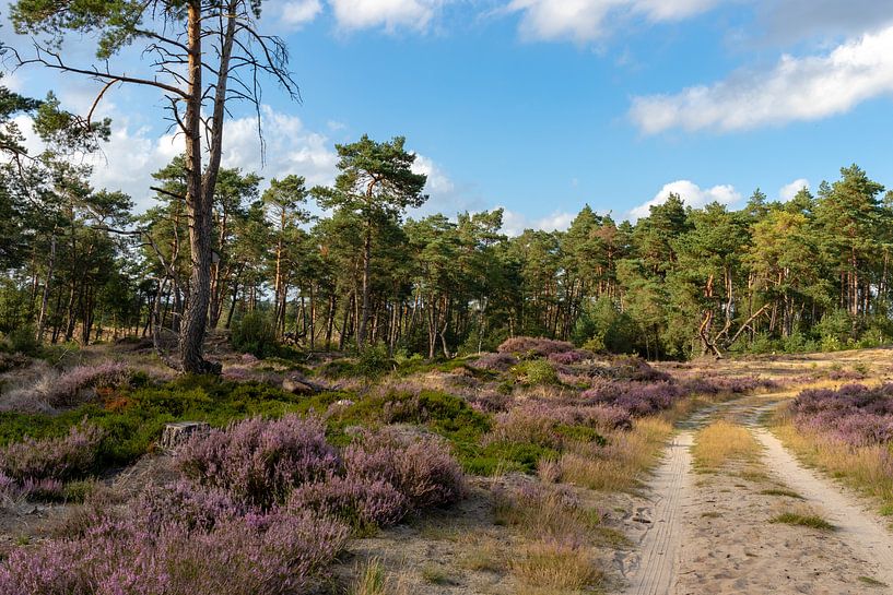 Blühende Heide-Landschaft von GoWildGoNaturepictures