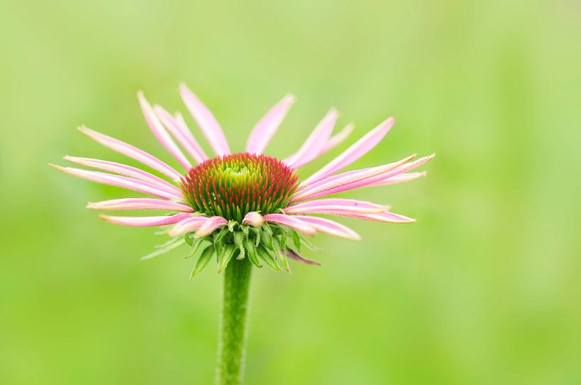 Echinacea purpurea or Red sun hat by Jeannette Penris
