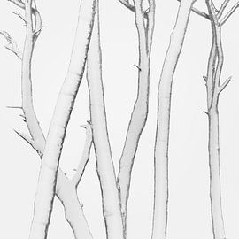 Pines and Snow by Stefano Orazzini