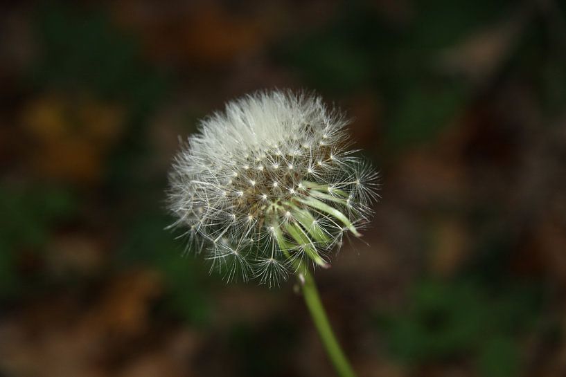 Herfst! van Floor Mommers