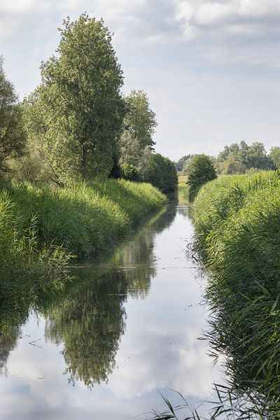 Midzomer in Vlassenbroek, België van Imladris Images
