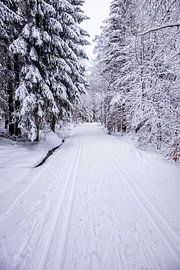 Langlaufrunde bei bestem Kaiserwetter im verschneiten Thüringer Wald bei Floh-Seligenthal - Thüringen - Deutschland von Oliver Hlavaty