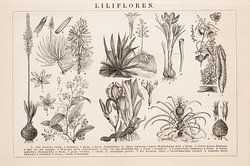 Vintage botanischer Teller mit Lilifloren