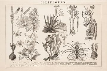 Vintage botanischer Teller mit Lilifloren von Studio Wunderkammer