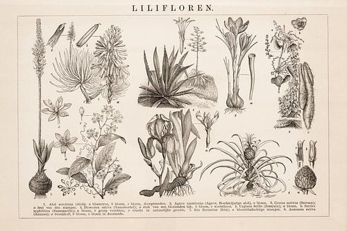 Vintage botanische plaat met Lilifloren