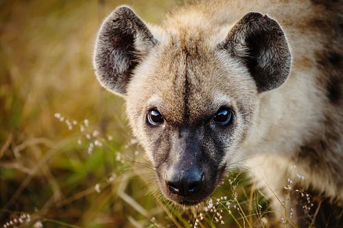 Hyena ... Ogen en oren II