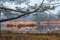 Sumpf / Teich im Wald
