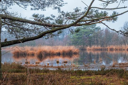 Moeras / waterplas in het bos