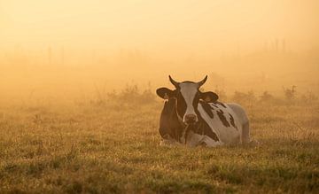 In de wei staat een koe en de koe zegt goeiemorgen van Nicola Mathu