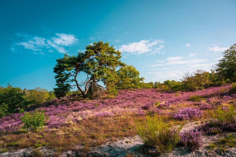 Heather by Alvin Aarnoutse