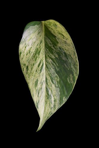 Epipremnum Marble Queen