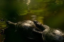 Zwei Schildkröten von Michael van Eijk