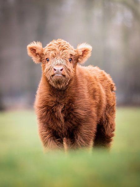 Scottish highlander calf in Terlet by Maurice Bachman