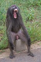 Un babouin montre les dents