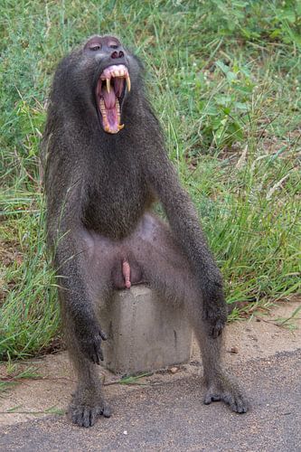 Baviaan laat zijn tanden zien