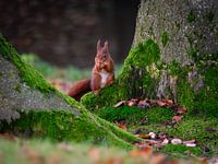 Écureuil dans la forêt