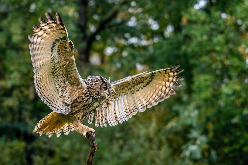 Der Uhu - Bubo bubo von Rob Smit