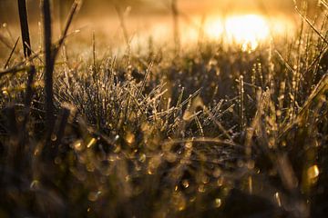 frost sunshine