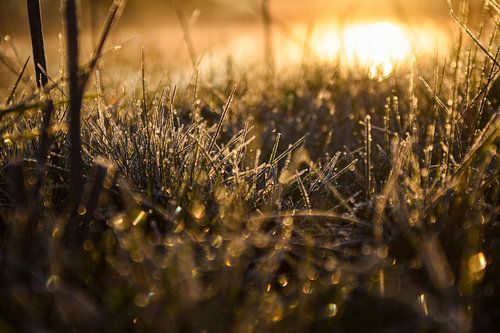 frost sunshine