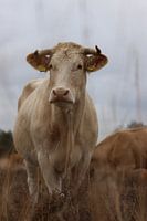 Viande de bœuf dans la lande.1