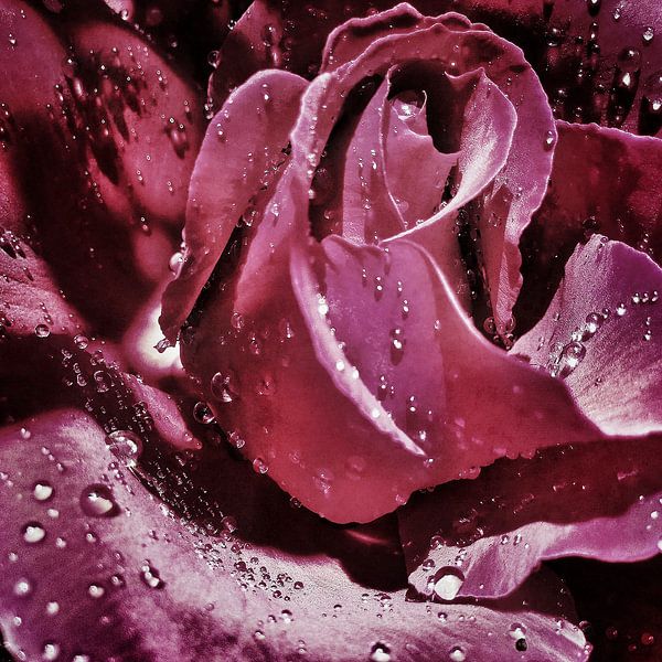 Michael Detter - Roses2 by Michael Detter