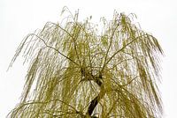 Silhouette Weeping Willow (Salix)