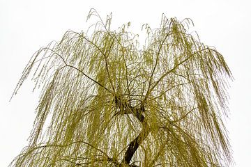 Silhouette Treurwilg (Salix) van Rutger van der Klip