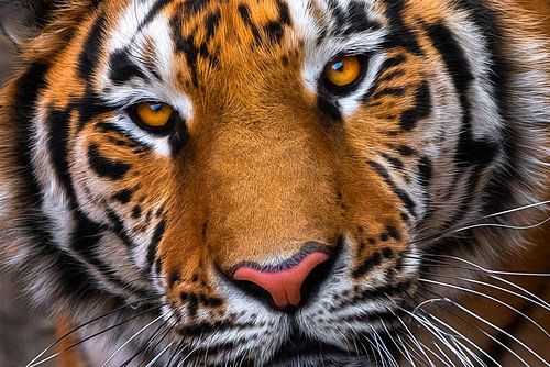 Close-up van een  alerte Siberische tijger