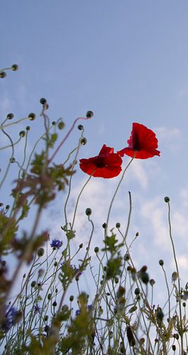 klaproos in het veld