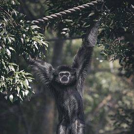 Singe de la guirlande sur Maurice Cobben