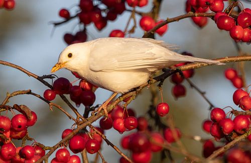 White Blackbird in a crab apple tree by Marcel Klootwijk