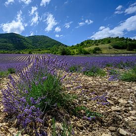 Lavendelveld in Drôme Provençale Frankrijk van Foto Amsterdam/ Peter Bartelings
