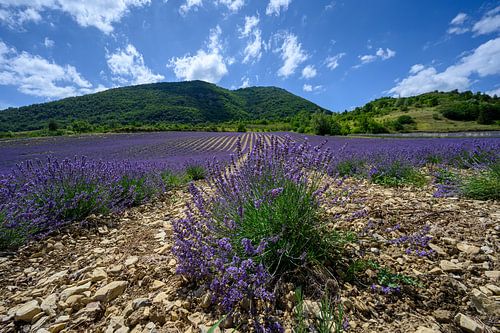 Lavendelveld in Drôme Provençale Frankrijk