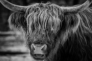 Schottische Highlander Rinderporträt in schwarz-weiß