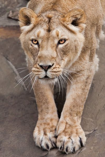 lioness body front part stretching her paws in front of you by Michael Semenov