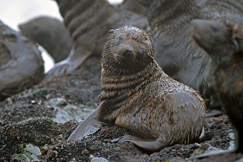 Baby zeehond op rots