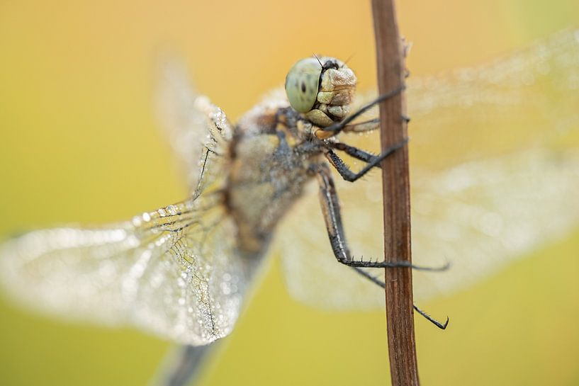 Dragonfly with many details by Moetwil en van Dijk - Fotografie