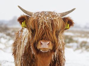 Schottischer Highlander im Schnee