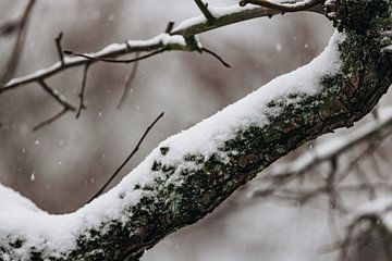Ondergesneeuwde boomtak van Percy's fotografie