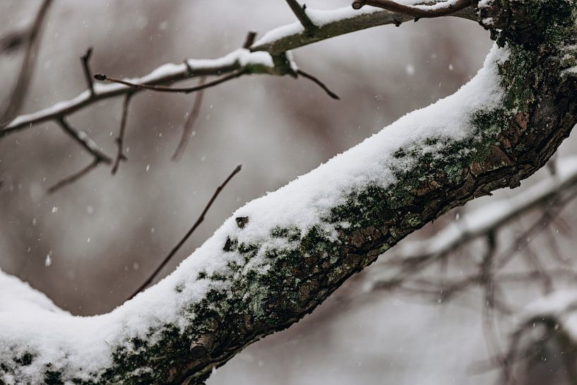 Snowy tree branch by Percy's fotografie