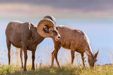 Bighorns aan de waterkant van Christa Thieme-Krus