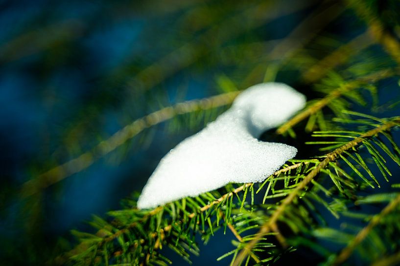 Branch of a pine tree with snow by Jesse Slagman