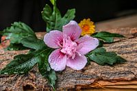 Flowers on wood