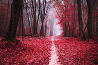 Scarlet fall by Tvurk Photography thumbnail