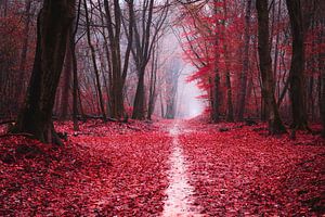 Scharlachroter Herbst von Tvurk Photography
