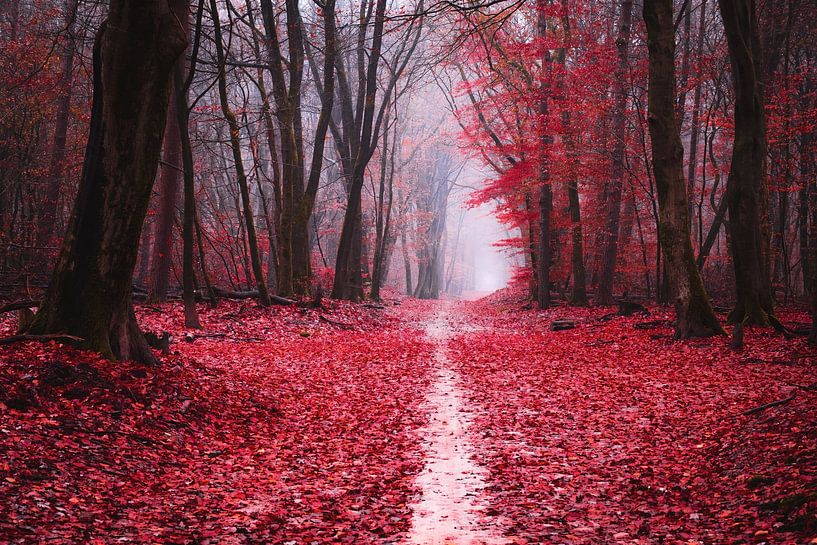 Scharlaken herfst van Tvurk Photography