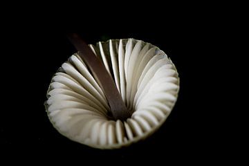 From underneath, a 4mm small muscle white toadstool by Hans de Waay