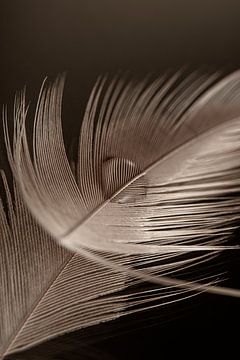 A drop lying on a feather