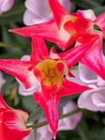 The Rose narcissus
