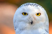 Snowy owl